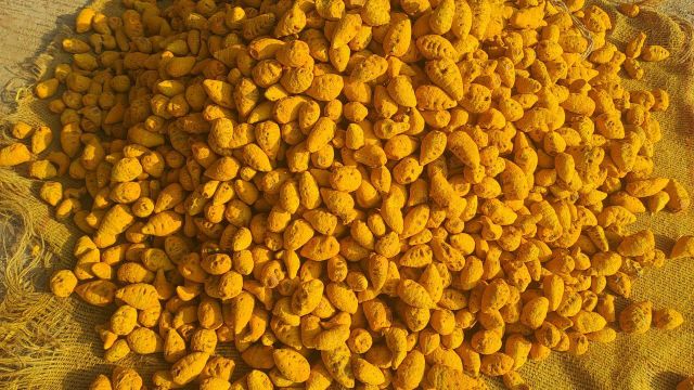 Double polish Turmeric whole Color Deep Golden Hue Flavor Earthy Fragrance Packaging 50 kg jute bag Shelf Life Long Shelf Life - Image 2