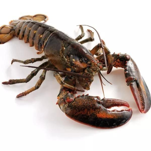 Fresh Live Lobsters Professionally Packed For Long Distance Transportation While Preserving Natural Fresh - Image 3