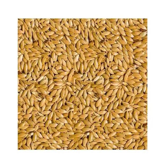 High quality canary seeds bulk wholesale for international buyers - Image 2