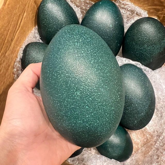 Edible emu eggs bulk trade - Image 2