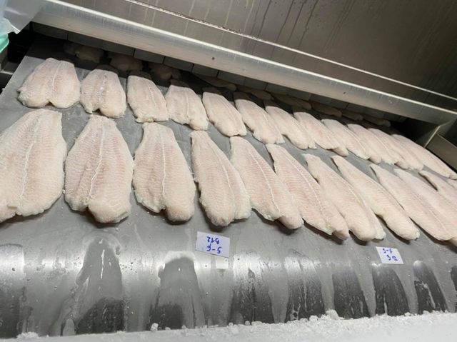 frozen basa fillets from vietnam IQF Bulk 10kg packing in Vietnam Wholesale original price pangasius/ tra fish/ swai/ suchi - Image 3