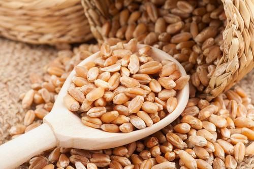 Premium Durum Wheat Grade A Purity High Quality Dried hard Wheat Grain - Image 5