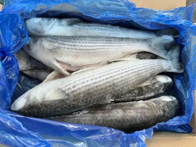 frozen grey mullet fish whole fish blue spot fresh seafood wholesale - Image 2