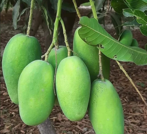 Fresh Mango - Image 5