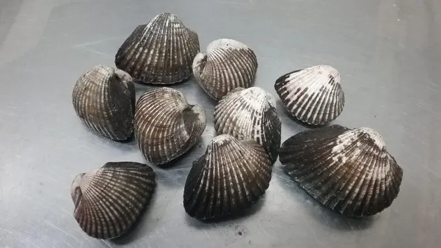 Blood Clam/ Cockle (Live and Frozen) Style Live and Frozen Packaging Thermocol Box Place of Origin Indonesia Specification 10-130 - Image 3
