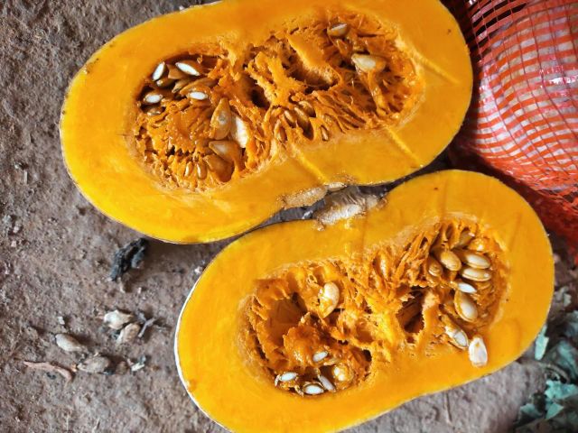 Agritec Fresh Pumpkin: Vibrant Color, Nutrient-Packed, and Delicious - Image 1
