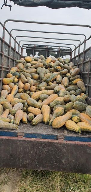 Agritec Fresh Pumpkin: Vibrant Color, Nutrient-Packed, and Delicious - Image 2