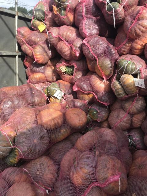 Agritec Fresh Pumpkin: Vibrant Color, Nutrient-Packed, and Delicious - Image 3