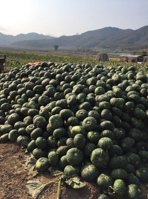 Agritec Fresh Pumpkin: Vibrant Color, Nutrient-Packed, and Delicious - Image 4