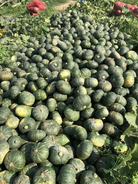 Agritec Fresh Pumpkin: Vibrant Color, Nutrient-Packed, and Delicious - Image 5