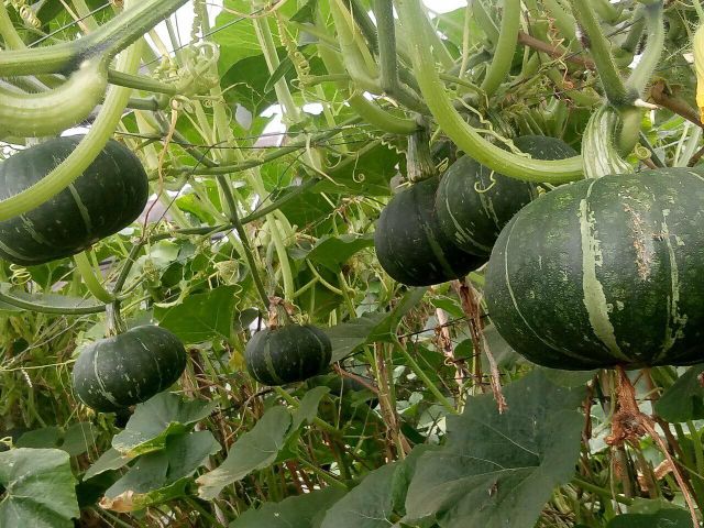 Agritec Fresh Pumpkin: Vibrant Color, Nutrient-Packed, and Delicious - Image 6