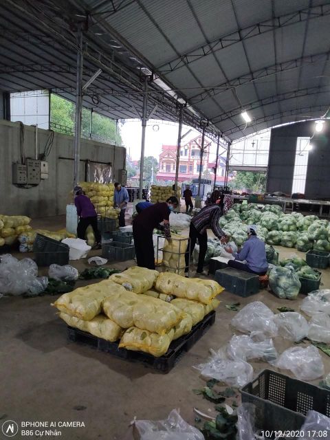 Agritec Fresh Cabbage: Crisp, Naturally Grown, and Vitamin-Rich – product photo 4, product detail gallery