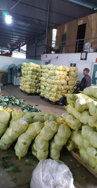 Agritec Fresh Cabbage: Crisp, Naturally Grown, and Vitamin-Rich – product photo 5, product detail gallery