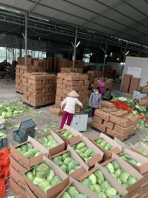 Agritec Fresh Cabbage: Crisp, Naturally Grown, and Vitamin-Rich – product photo 6, product detail gallery