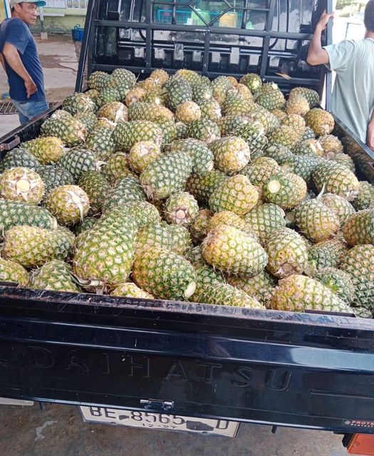 Premium Fresh Pineapple (MD2, Smooth Cayenne, and Baby Honey Varieties) - Image 3