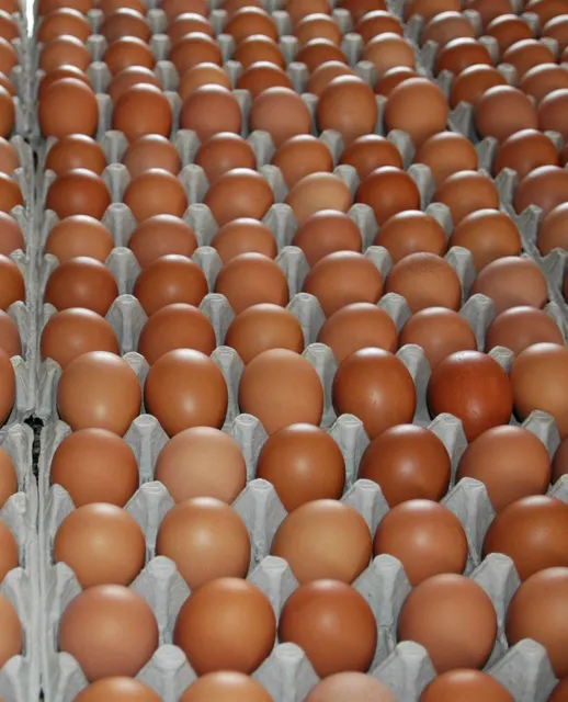 High Quality Fresh Fertile Table Eggs Brown and White Preserved Frozen Cooked High Protein 12trays*30eggs Chicken Eggs - Image 2