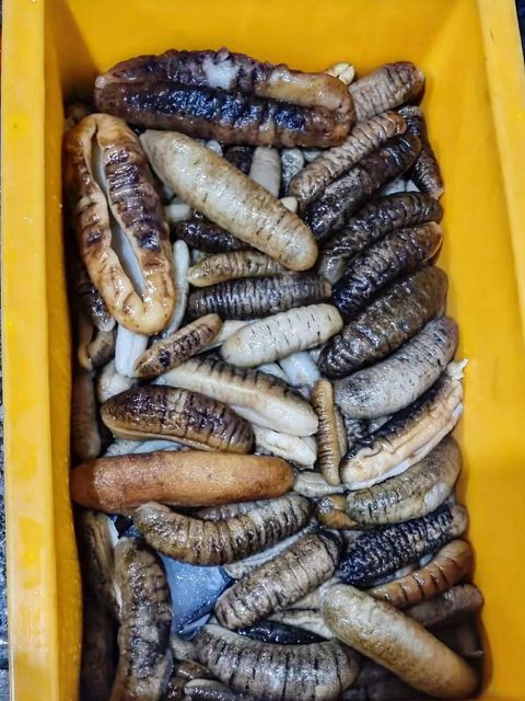 Dried Sea Cucumber Form Whole Drying Method Direct Sunlight Purity Clean From Dust And Sand Origin Indonesian, Indonesian Sea - Image 11