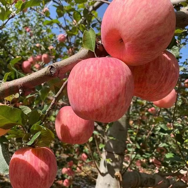 Yantai Keyrise Fresh Fuji Apple supplier from China - Image 4