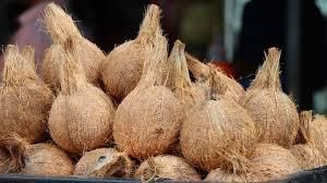 Find similar icon Cheap Price Fresh Mature Semi Husked Coconut From Thailand - Image 3