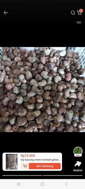 Raw Cashew Nut Type Raw Form Whole Grade Super Measure 25 Kg Origin Indonesia Weight (kg) 80 kg Product Type Nuts Packaging Jute Sacks - Image 2