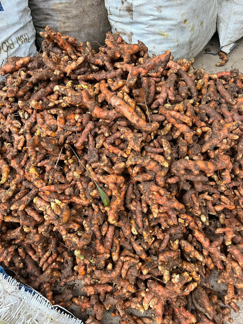Premium Fresh Turmeric Root (Curcuma Longa) – Export Grade Thai Turmeric Rhizome for Wholesale Supply - Image 3
