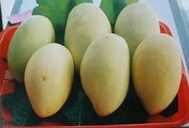 MANGO - Image 1