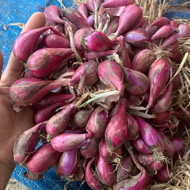 Organic Premium Quality Fresh Red Onion Best Price with Free Tax - Image 3