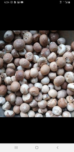 Premium Macadamia Nuts – Raw, Roasted & Organic Kernels for Snacks & Baking - Image 5