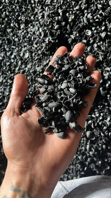 Pistachio Nutshells & Biomass Carbon - Image 3