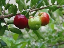 Organic Acerola Freeze Dried up to 40% Natural Vitamin C Packaging 10 kilos Shelf Life 2 years Cultivation Type Organic Drying Process Freeze Dried - Image 4