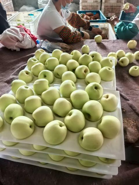 Fresh Golden Delicious Apples for Global Wholesale Markets - Image 5