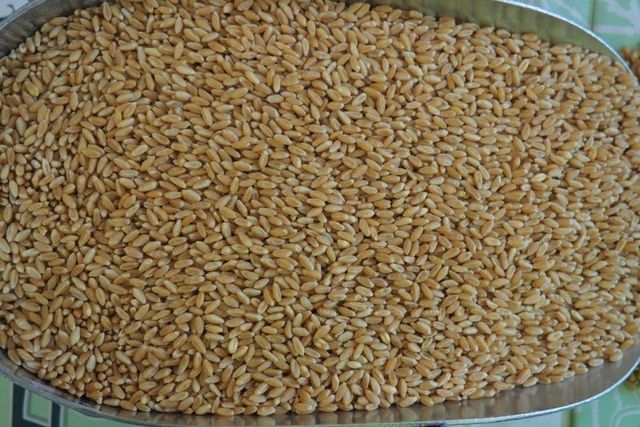Premium Quality Milling Wheat Wholesale Supply At Factory Price For Sale - Image 4