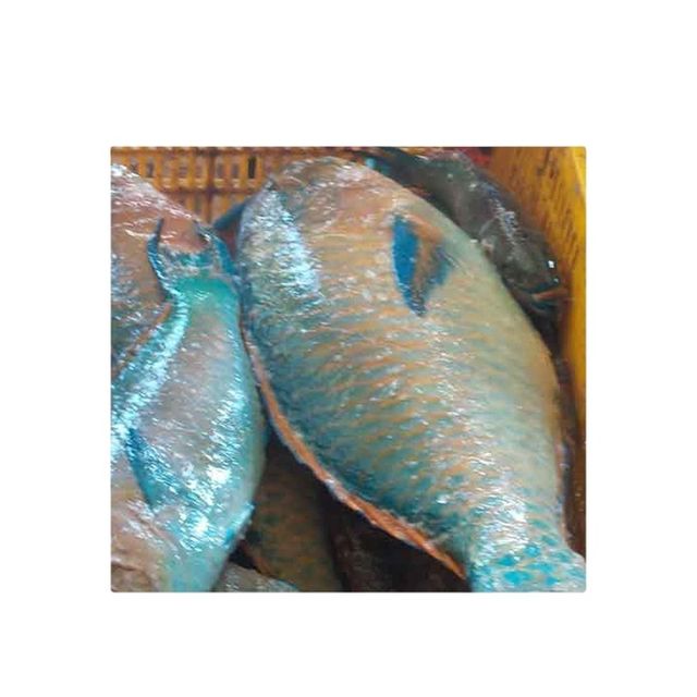 Frozen Seafood Parrot Fish for Wholesale Purchase Grade A Shape Block Style Fresh Weight (kg) 1 Variety Trout Type Raw - Image 1