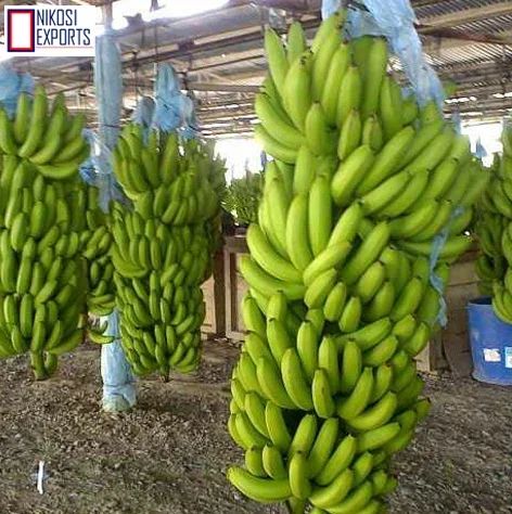 Wholesale Fresh Cavendish Bananas Green 10kg France Agriculture Plant Use High Quality Export Quality Best Price in Stoc - Image 3
