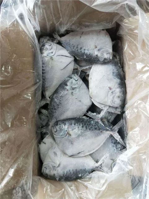 Frozen Moonfish Frozen Seafood Sea Frozen Fish - Image 3