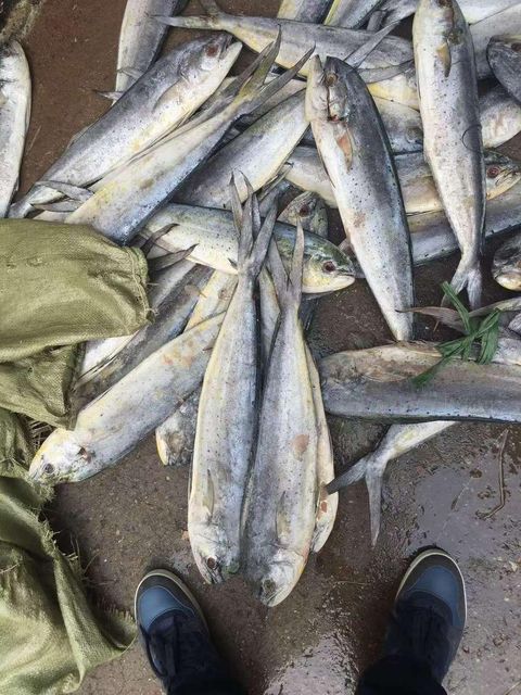 Frozen Mahi Mahi Fish Carefully Frozen After Catch For Premium Seafood Distribution And Wholesale Buyer Demand - Image 4