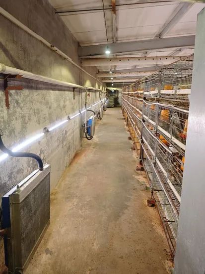 Cost-Effective Automated Poultry Lighting Controller Dimmer for Chicken Farm - Image 6