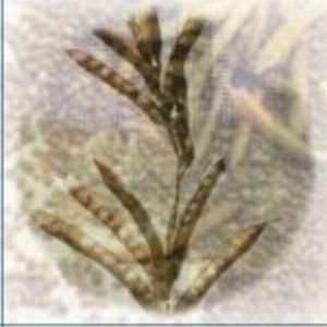 Guar Gum Powder - Image 1