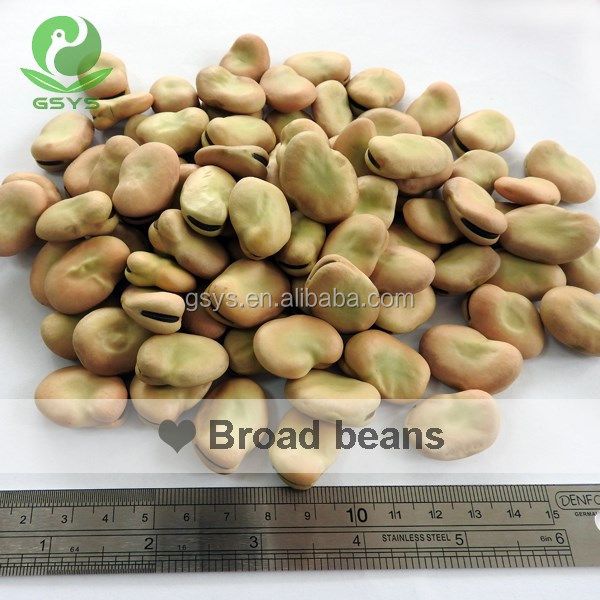 Golden supplier of dry Fava Beans /Broad Beans in shell 50-60 - Image 5