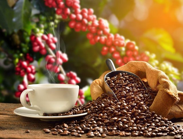 PREMIUM ROASTED COFFEE BEANS / 100% PURE – RICH AROMA – EXPORT QUALITY - Image 4