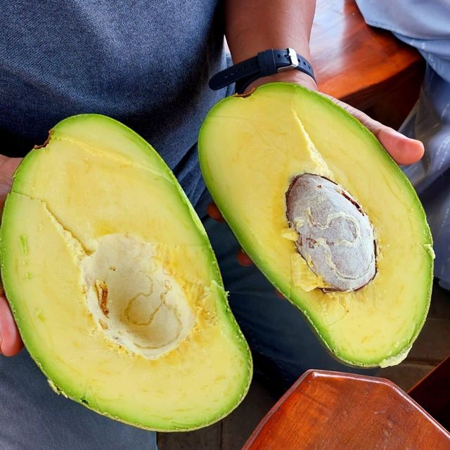 Pameling Avocado - Image 3