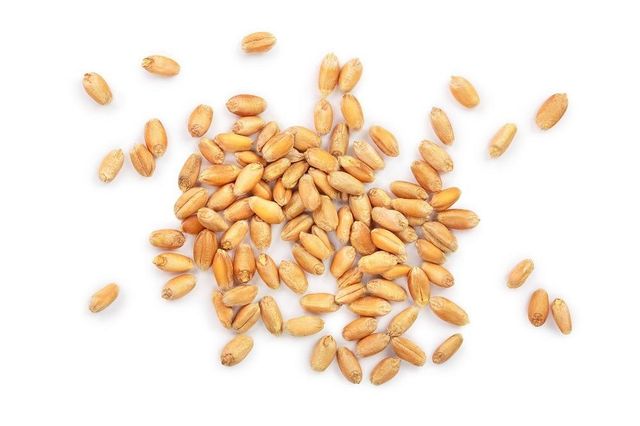 Milling Wheat Grain for Industrial Flour Mills Requiring Reliable Raw Materials for Bread Pastries and Bakery Products - Image 4