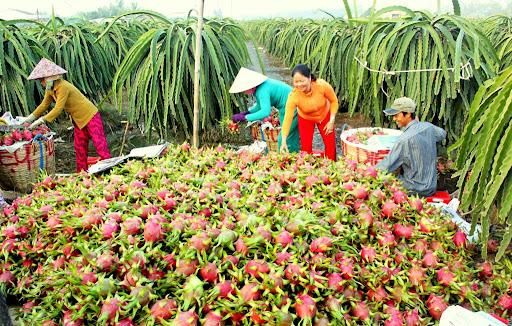 Fresh Dragon Fruit, Fresh Fruit (Thanh Long Vietnam) The Best Fresh Quality- WHATSAP 0084 989 322 607 – product photo 2, product detail gallery