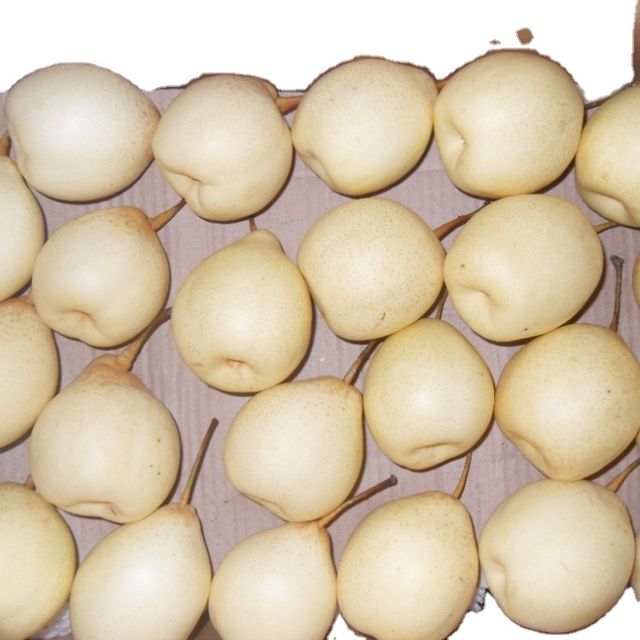 Chinese high quality Ya pear Grade A Taste Sweet Style Fresh Weight (kg) 0.3 Variety Ya Pear Certification TOP Type Pear, Ya - Image 1
