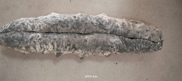 Dried Sea cucumbers - Image 6