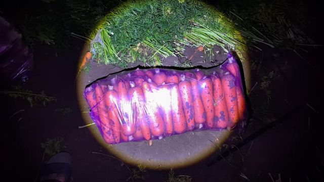 Fresh carrot medium size - Image 1