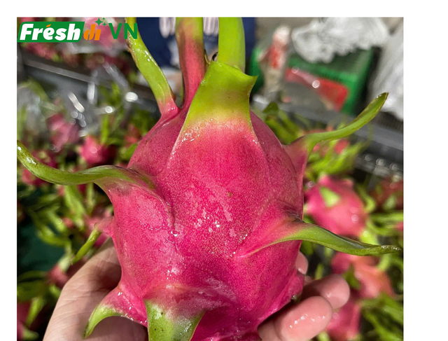 Fresh dragon fruit - Image 4