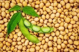 Soya beans Grade Grade A Origin Nigeria Form And Cut Whole Admixture Level 2% Protein Content 42% Purity Level 98% Min Cultivation Type Organic - Image 1