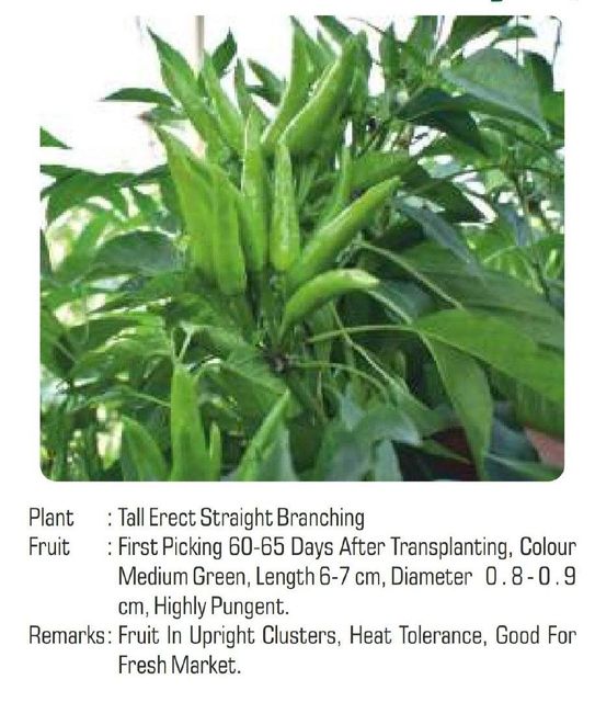 Hot pepper Variety Hybrid Germination Rate 95+ Place of Origin India Number Of Hybrids More Than 34 Certification Phytosanitary certificate - Image 3