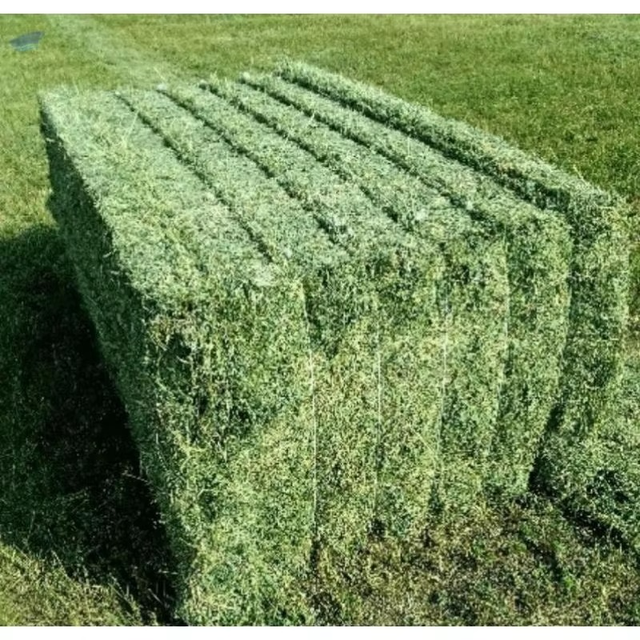 Timothy Hay For Small Animals Premium Timothy Hay With Soft Green Stems And Leaves For Daily Feeding Nutrition - Image 3